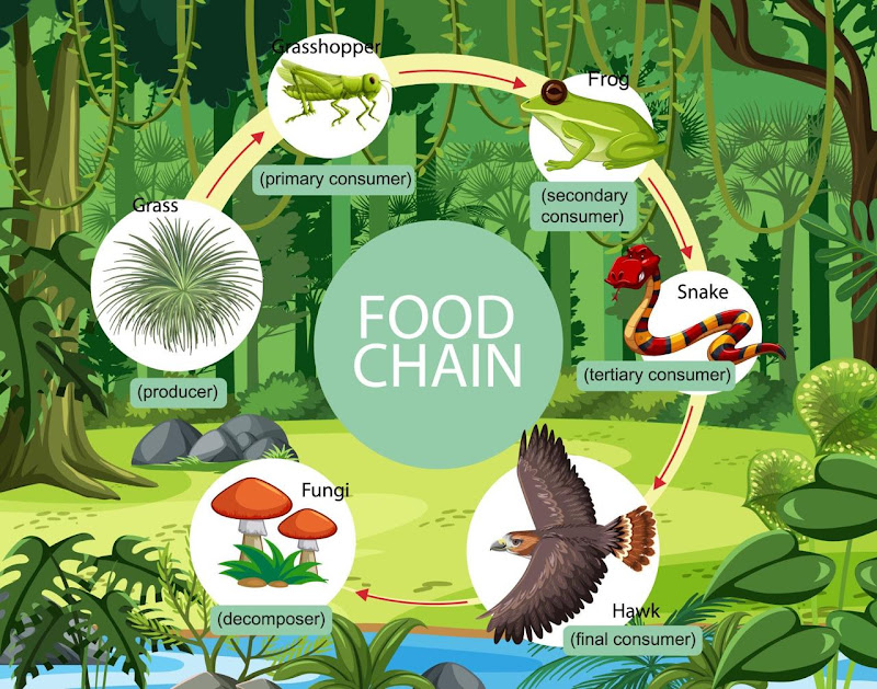 Food Chain in Forest