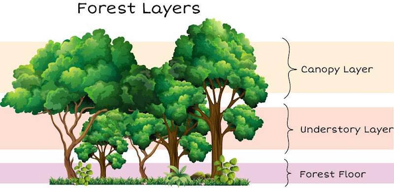 Forest Ecosystem